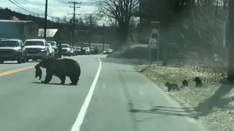 🔥 This momma bear trying her best to herd her cubs across a road