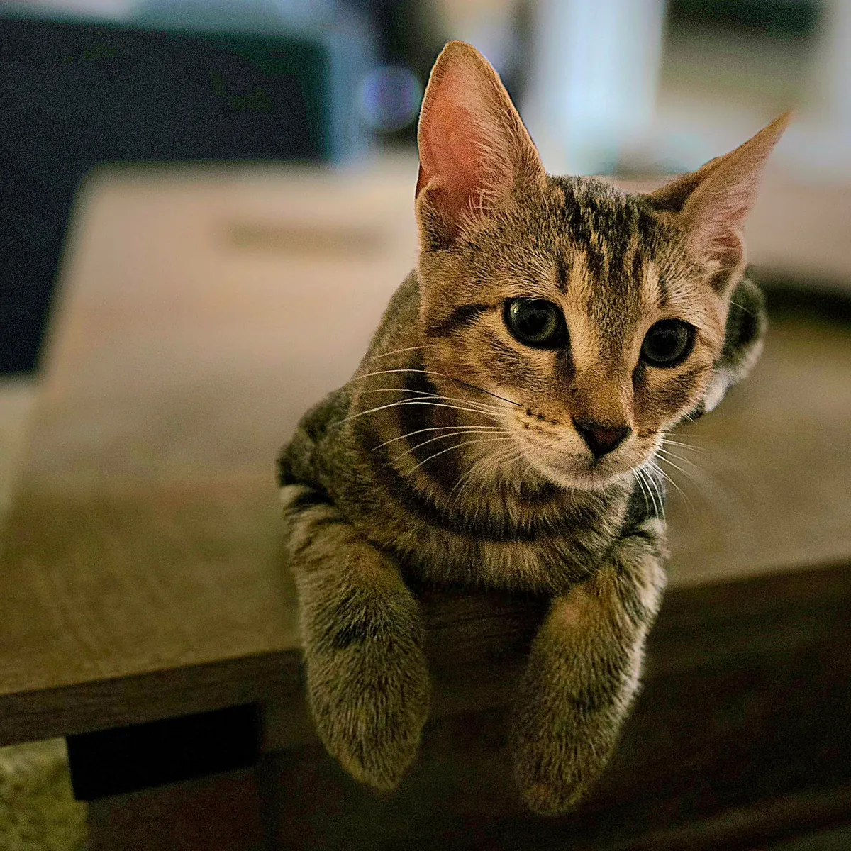 Meet Dash, my first pet ever 😺