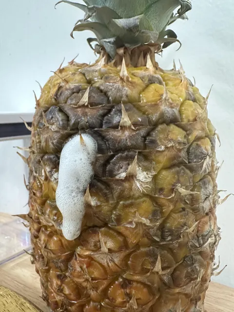 My pineapple started oozing