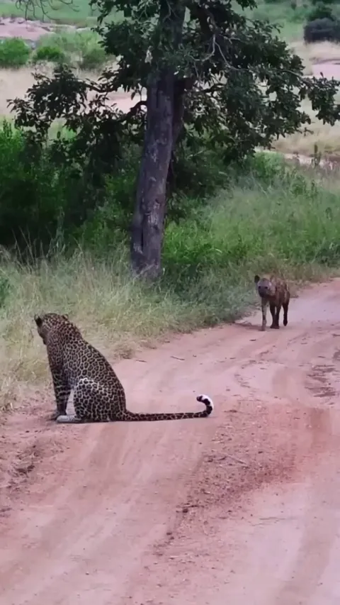 🔥 Hyena giving a leopard a wide berth