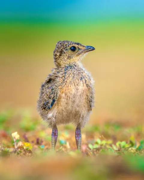 wildlife photography from the Indian wilderness