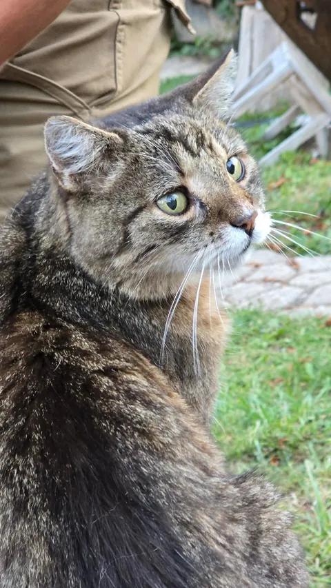 After 17 years, had to say goodbye to my friend today