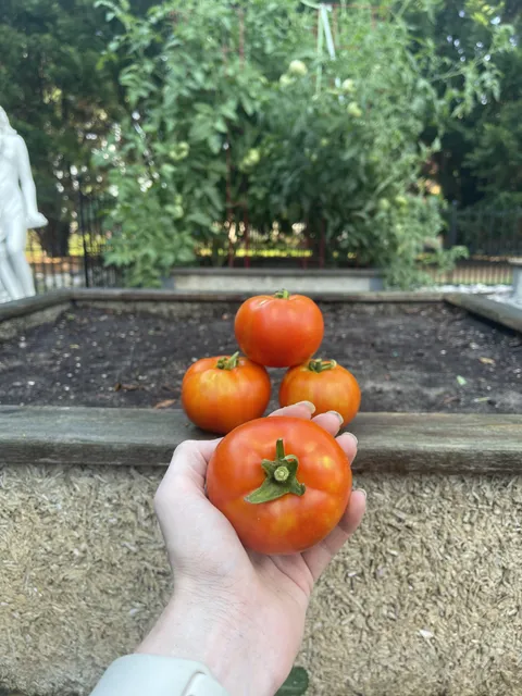 Who else loves the smell of tomato plants? What’s your favorite garden smell?