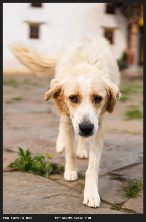 Some of my favourite images from Bhutan