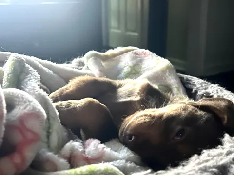 Y’all remember Baby Bowen Arrow? He’s changed a bit 😂 final pic was just taken today. Prepare yourselves.