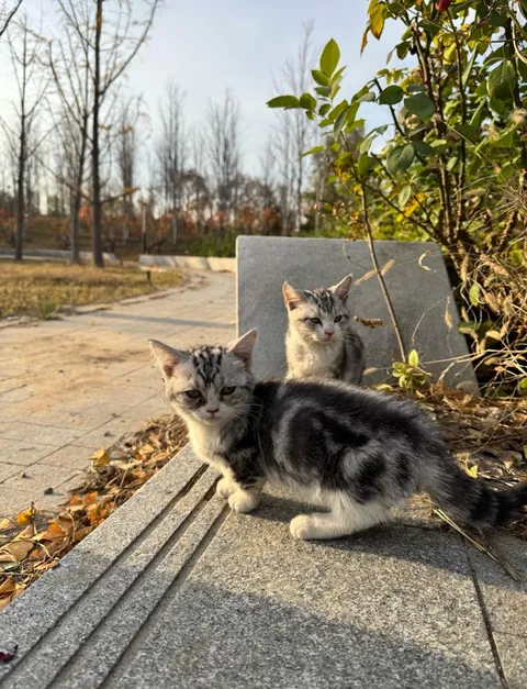 Went for a walk in the park today, and these two little cuties followed me the whole time .So I brought them home with me.