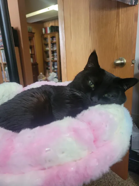 Recently purchased a desk bed for the queen of the house