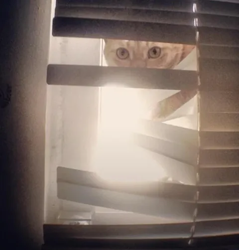 Fuck your blinds…