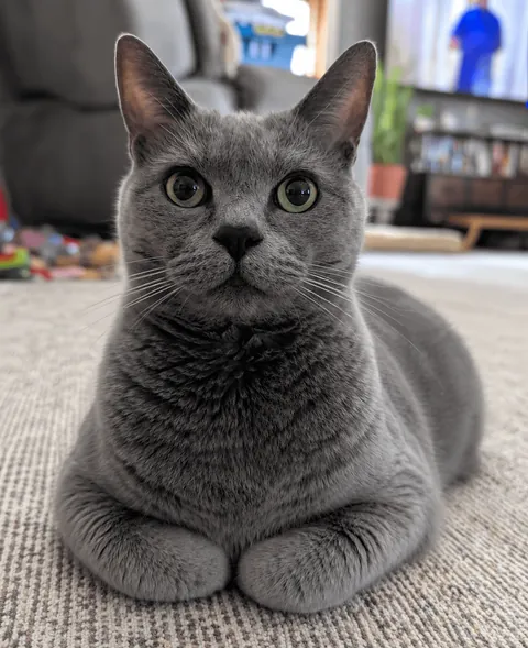 I'm losing my boy with the belly tomorrow 💔