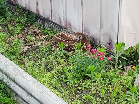 Found a friend this morning