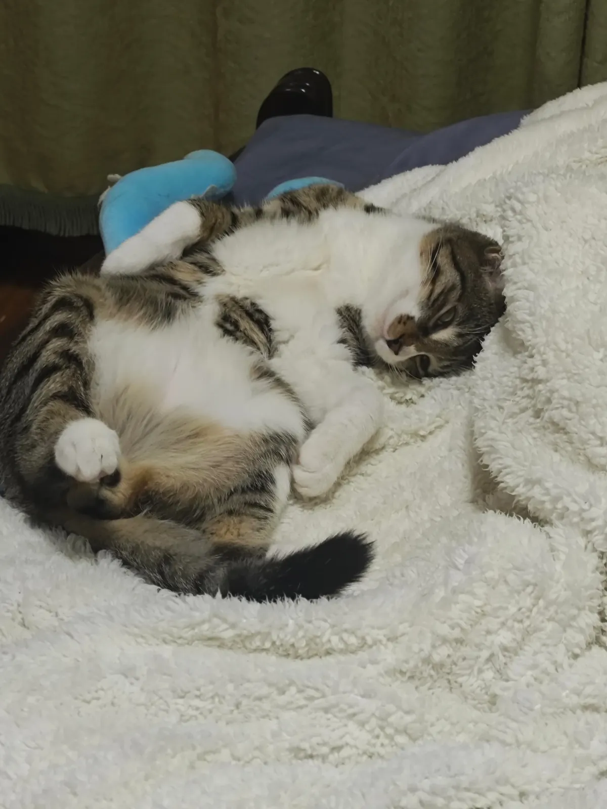 Send me pictures of your cat sleep