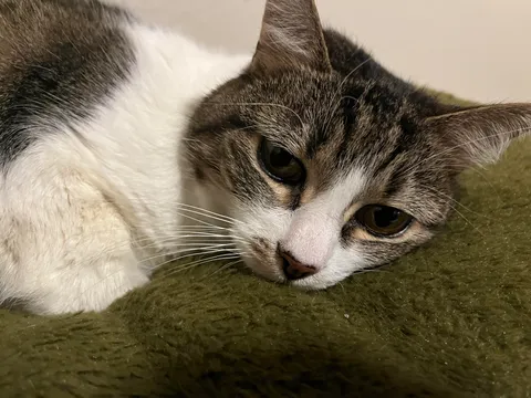 Heartbroken. My poor sweet angel is depressed because we lost her sister a few days ago.. I’m besides myself as well because all I do to not cry is try with everything to not think about it… but how do I help my sweet girl here, she’s sad all the time and bellowing all over the house looking for her