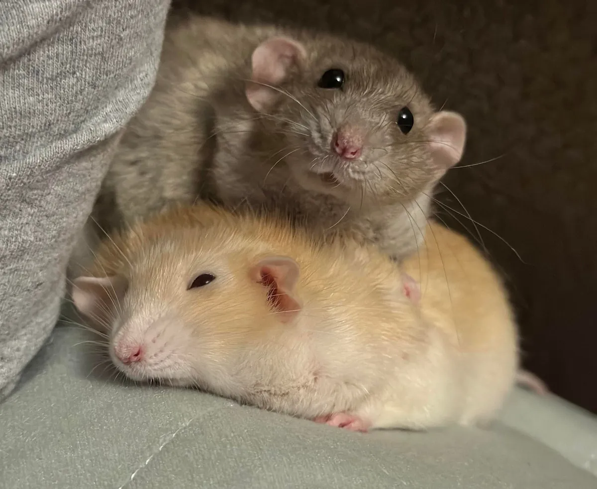 In Loving Memory of President Link 💔