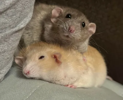 In Loving Memory of President Link 💔