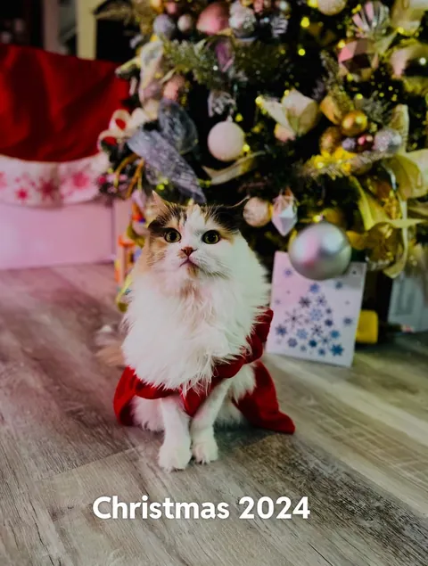 Update: I have the cat my student rehomed 3 years ago and thought had died.