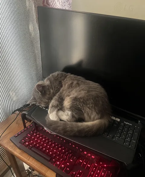 My roommate has a decoy keyboard to keep the cat from sleeping on his actual keyboard. 