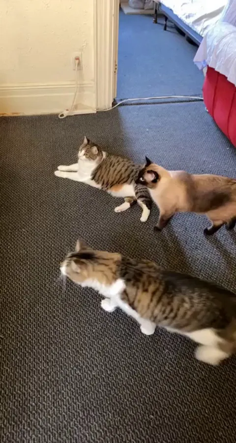 My 3 cats meeting my new born nephew