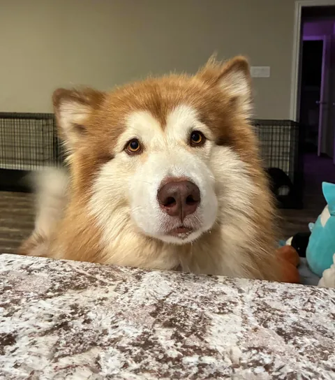 Can I help you, sir