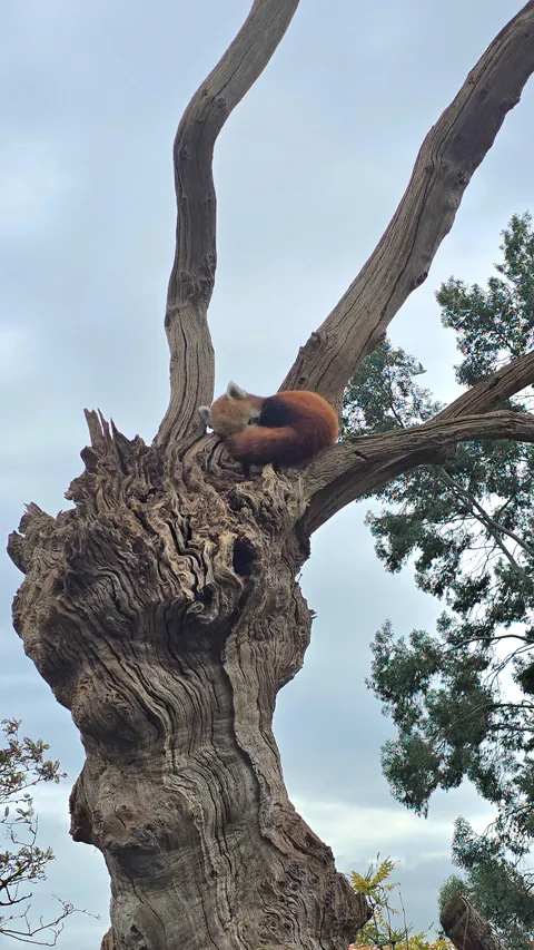 Mozilla firefox logo on a tree