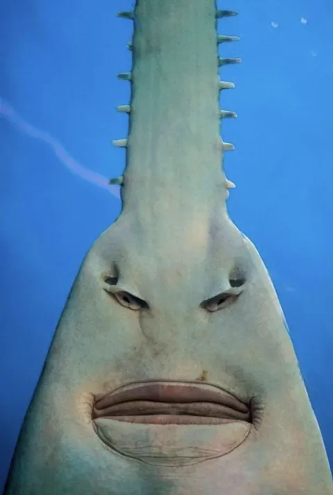PsBattle: The Underside of a Sawfish
