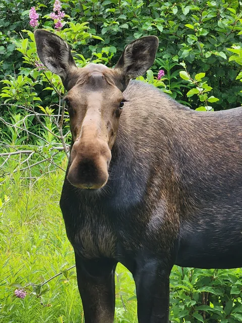I told it to stop eating my lilac bush.
