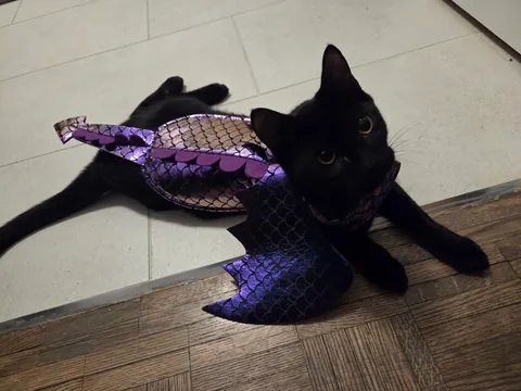 Happy Halloween from Pickles