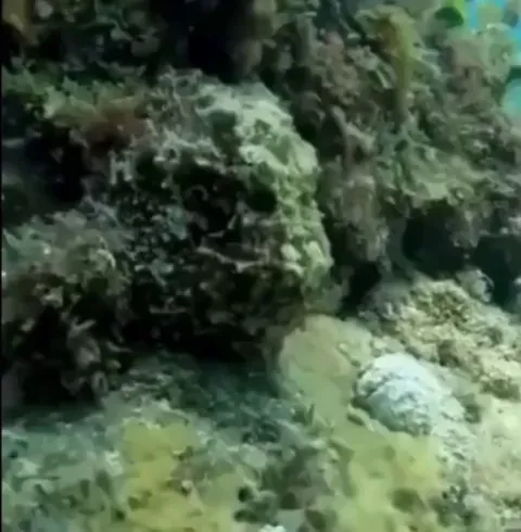 🔥 Octopus disguising itself as the head of a bigger creature