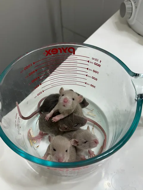 Small palate cleanser for your feed ♥️