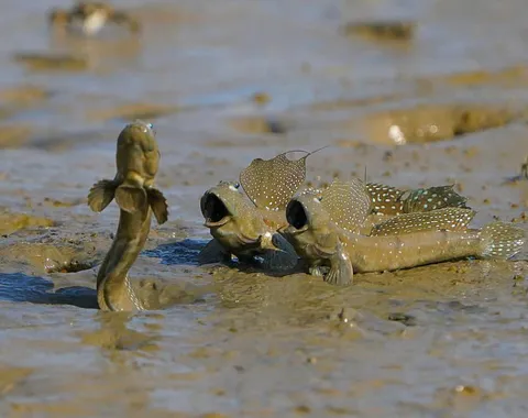 PsBattle: these mudskipper fish