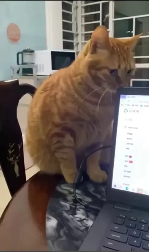 Intervening the cats before their supposed crime