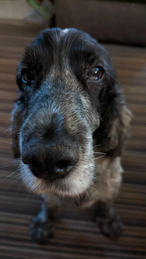My little old man - he's old, half blind and a little wobbly on the legs, but he's a cutie and I love him. 