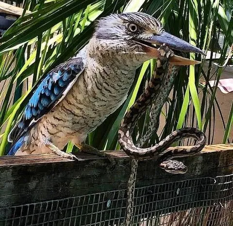 Lots of people think Australian snakes and spiders are the ‘metal’ animals in the country. They are nothing on a Kookaburra. Don’t let the laugh fool you.