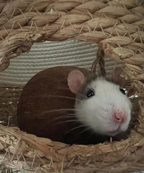 Mama Rat Appreciation Post