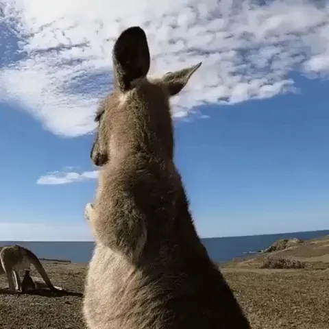 🔥 The way this Kangaroo is vibing