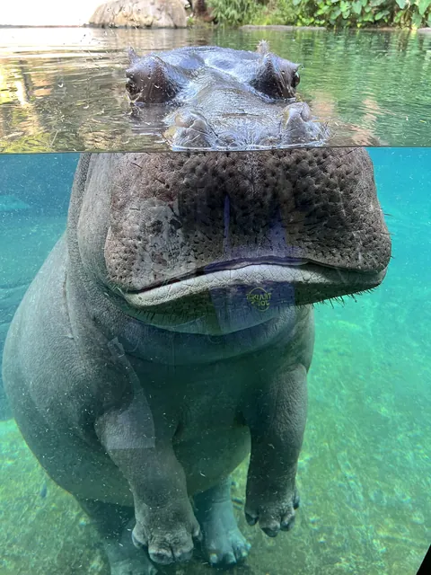 A hippo swam directly to me and stared at me in the zoo