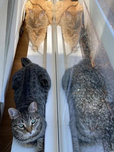 My cat’s reflection blends in with the rocks outside the window.
