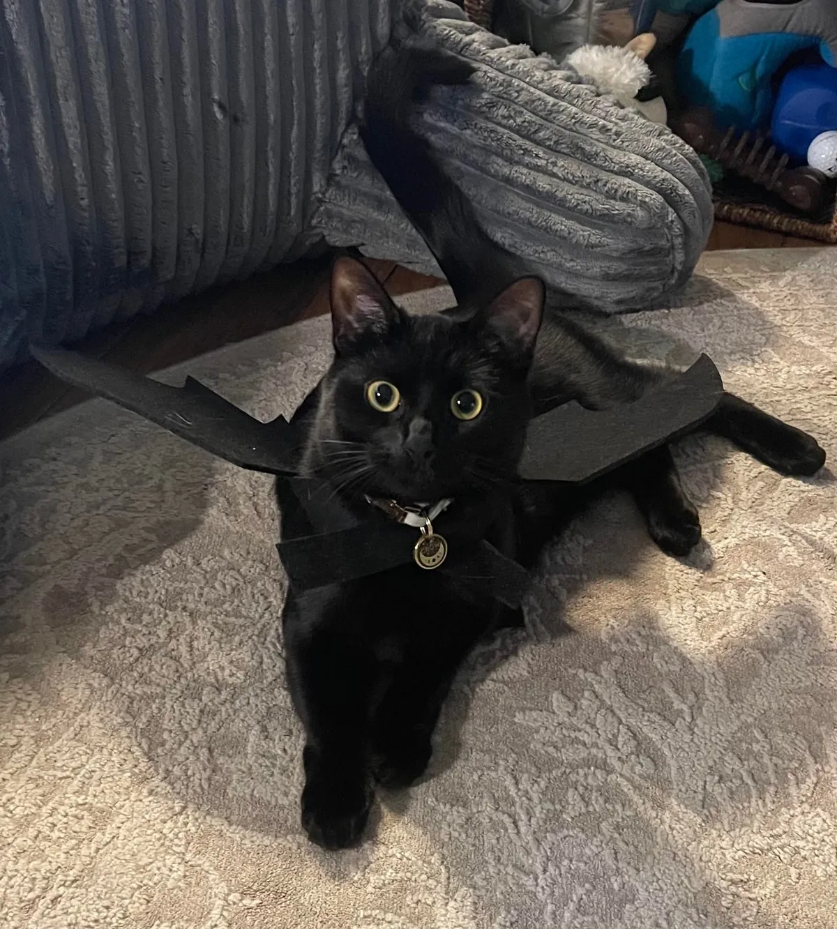 Bat cat!