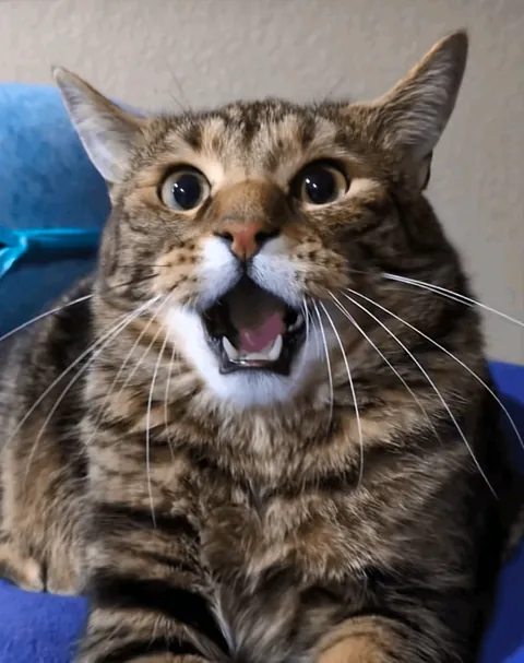 This is my boy Floki