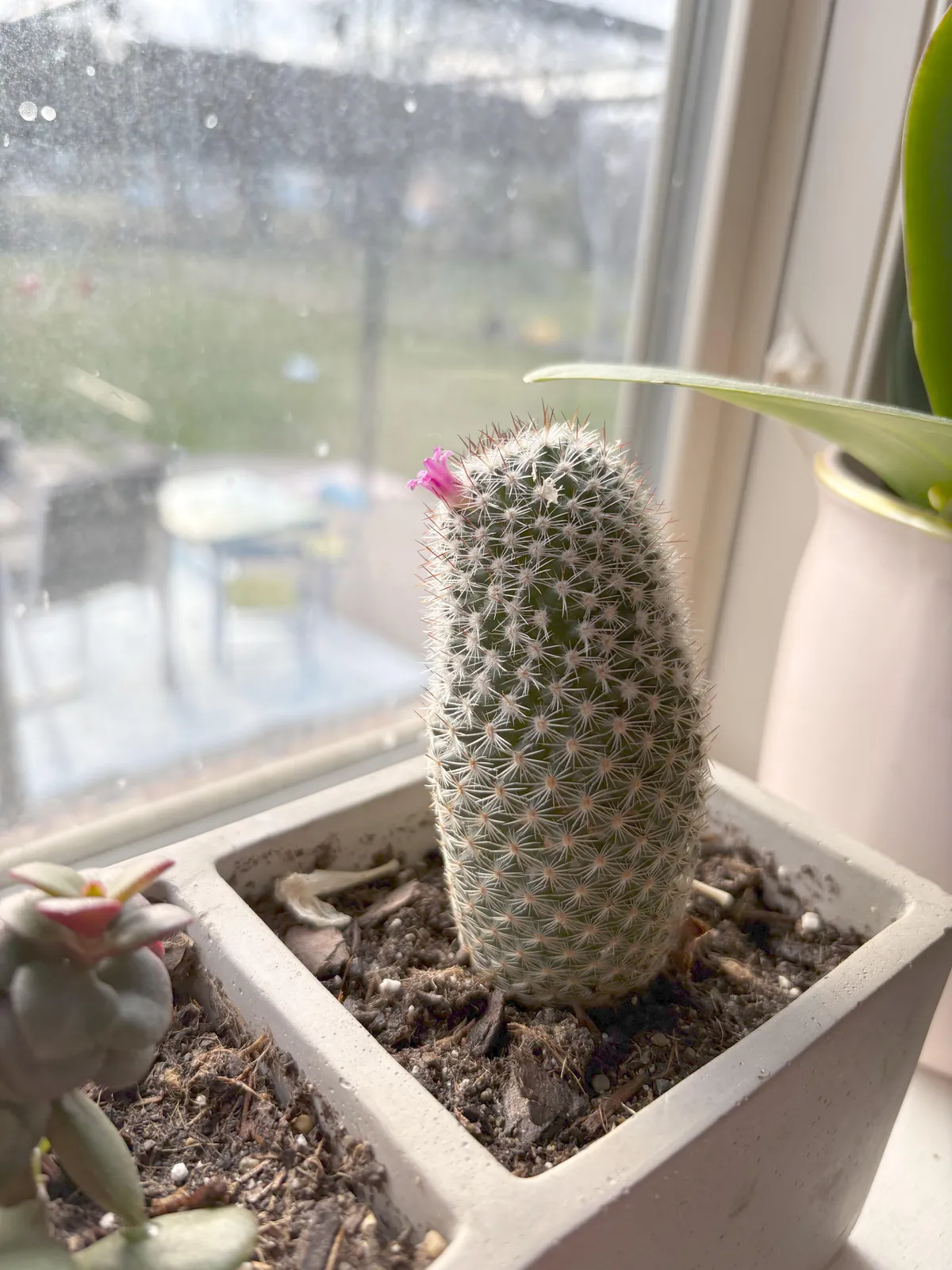 My succulent bloomed