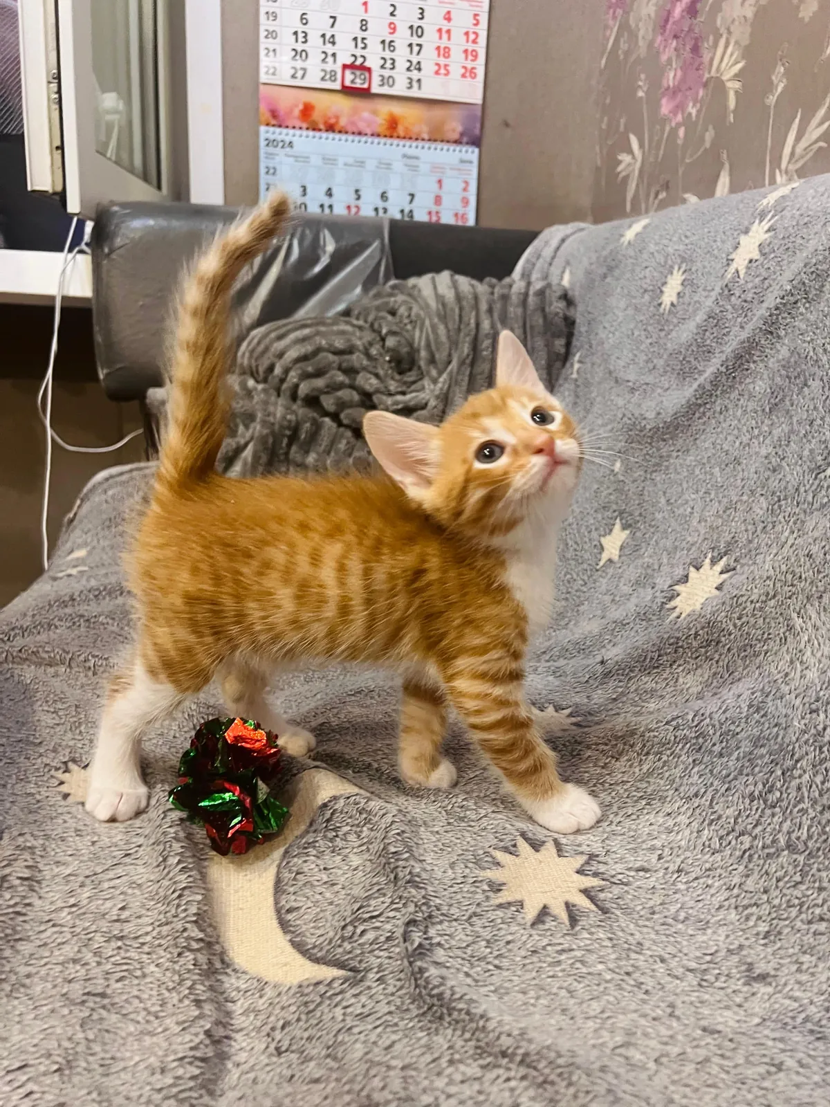 Why is he so beautiful