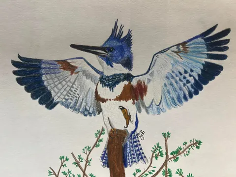 I am an animal artist. Nature inspires me. I hope my art inspires you too