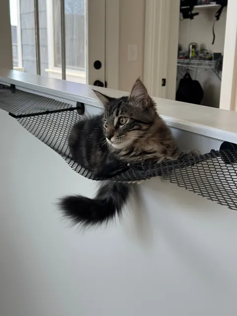 Need help discouraging cats from hanging out on a ledge