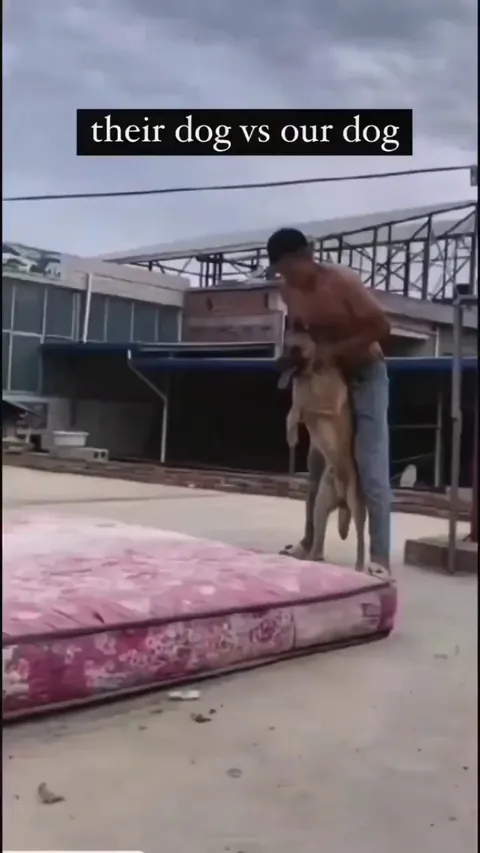 There are 2 types of dog. 😂😂