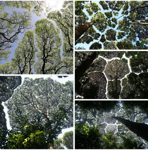 The Phenomenon of “Crown Shyness” where trees avoid touching.