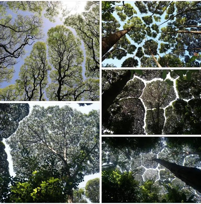 The Phenomenon of “Crown Shyness” where trees avoid touching.