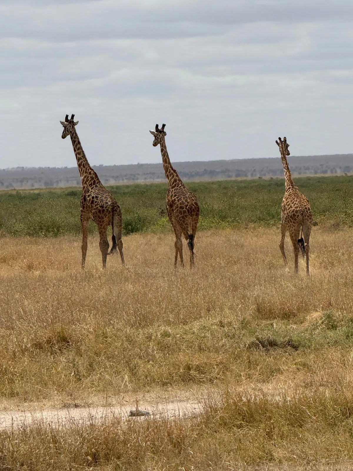 First safari experience, and I’m so happy we chose Kenya (2025)