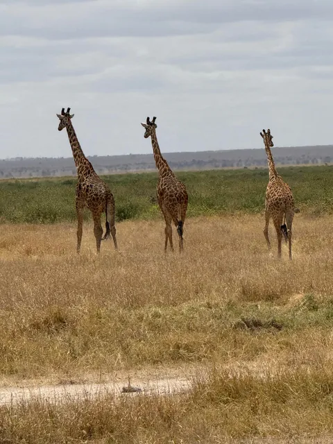 First safari experience, and I’m so happy we chose Kenya (2025)