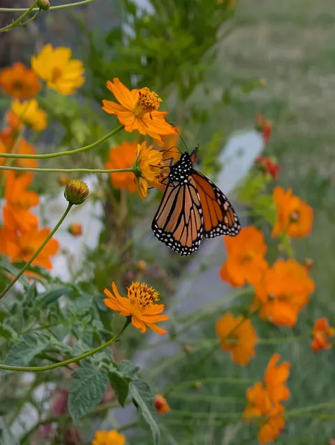 I didn't know marigolds could get so tall