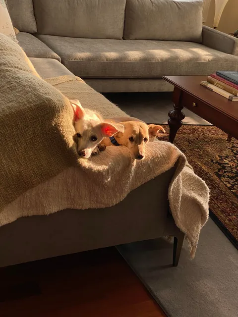 Surely these ears qualify as rare