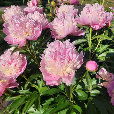 Peonies popped!